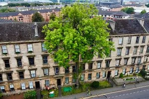 Argyle Street Ash Tree, Glasgow, Tree of the Year.