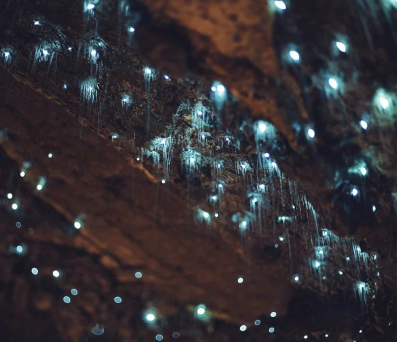 Discover the World's Spectacular Bioluminescence Hotspots