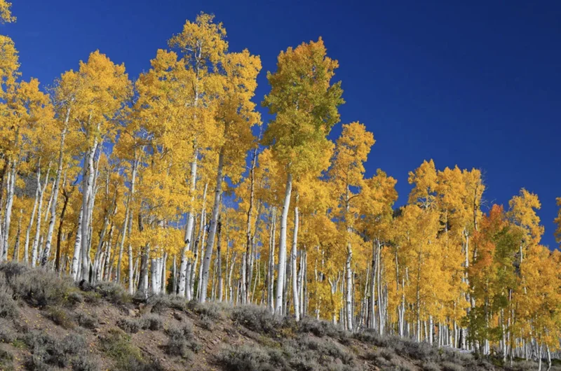 Exploring Earth's Oldest Living Organisms and Their Secrets of Survival