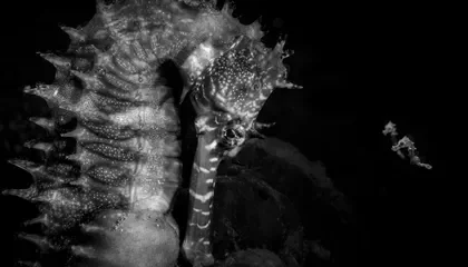 Stunning Visual Narratives from the 2026 Ocean Photographer of the Year Contest