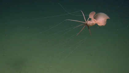 First Live Sighting of Bigfin Squid in the Northeastern Pacific Captured on Drone