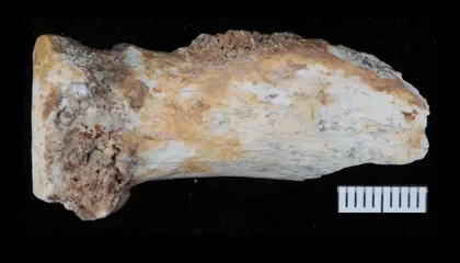 New Insights from Denisovan Fossils Discovered in China