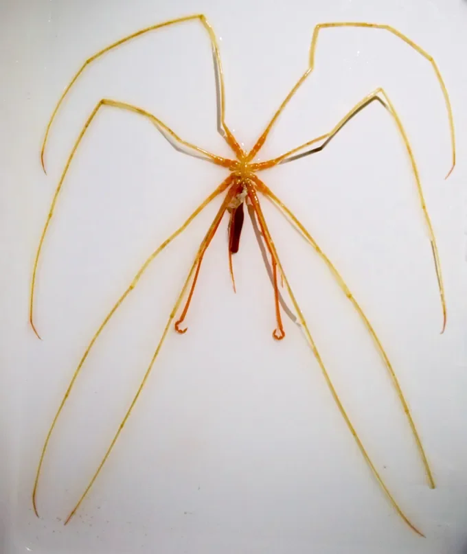 This orange-yellow giant sea spider sports eight long legs and a body the size of a person's finger.