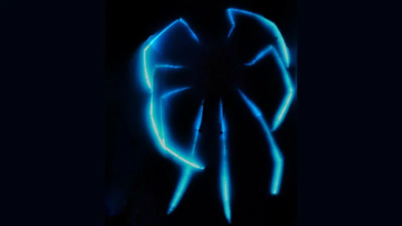 Deep-Sea Spiders Illuminate the Abyss with Bioluminescent Leg Glows