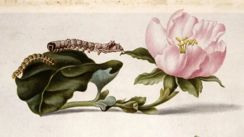 Art and Nature: Unraveling Scientific Mysteries Hidden in Historic Paintings