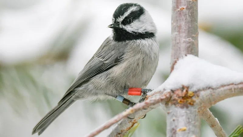 Mountain Chickadees’ Memory Skills Illuminate Cognitive Advantages in Survival and Mating
