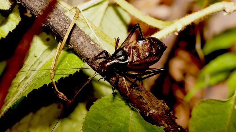 Reconstructing the Jurassic Soundscape: How Ancient Katydids Sang
