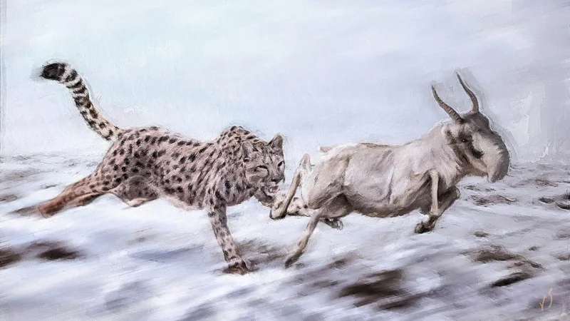 Reassessing the American Cheetah: Closer Ties to Pumas, Not Cheetahs